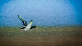 Wiosna w lutym na zdjęciach Stanisława Sielewicza - zdjęcie 4