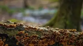 Ruciane Nida w marcowe popołudnie - zdjęcie 9