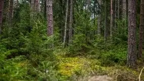 Las nad jeziorem Białym i rzeką Sapiną, marzec 2020 - zdjęcie 30