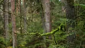 Las nad jeziorem Białym i rzeką Sapiną, marzec 2020 - zdjęcie 31