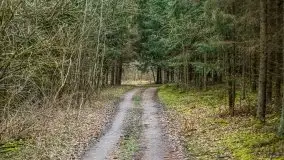 Las nad jeziorem Białym i rzeką Sapiną, marzec 2020 - zdjęcie 33