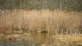 Las nad jeziorem Białym i rzeką Sapiną, marzec 2020 - zdjęcie 45