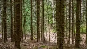 Las nad jeziorem Białym i rzeką Sapiną, marzec 2020 - zdjęcie 46