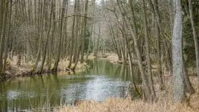 Las nad jeziorem Białym i rzeką Sapiną, marzec 2020 - zdjęcie 38