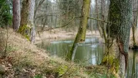 Las nad jeziorem Białym i rzeką Sapiną, marzec 2020 - zdjęcie 49