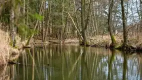 Las nad jeziorem Białym i rzeką Sapiną, marzec 2020 - zdjęcie 57