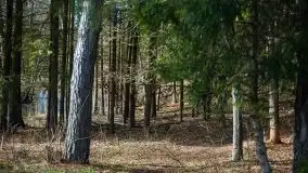 Las nad jeziorem Białym i rzeką Sapiną, marzec 2020 - zdjęcie 44