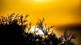 Złote Ogonki i jezioro Święcajty pierwszego dnia wiosny 2020 - zdjęcie 49