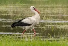 Zdjęcia: Mazurskie bociany na zdjęciach Janka Olchówki - zdjęcie 72