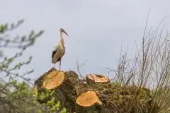 Zdjęcia: Mazurskie bociany na zdjęciach Janka Olchówki - zdjęcie 60