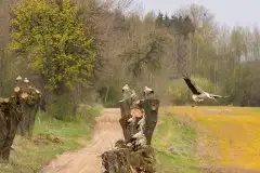 Zdjęcia: Mazurskie bociany na zdjęciach Janka Olchówki - zdjęcie 56