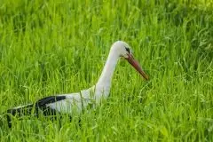 Zdjęcia: Mazurskie bociany na zdjęciach Janka Olchówki - zdjęcie 48