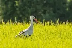 Zdjęcia: Mazurskie bociany na zdjęciach Janka Olchówki - zdjęcie 47