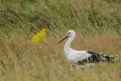 Zdjęcia: Mazurskie bociany na zdjęciach Janka Olchówki - zdjęcie 27