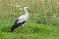 Zdjęcia: Mazurskie bociany na zdjęciach Janka Olchówki - zdjęcie 23