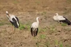 Zdjęcia: Mazurskie bociany na zdjęciach Janka Olchówki - zdjęcie 19