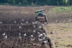 Zdjęcia: Mazurskie bociany na zdjęciach Janka Olchówki - zdjęcie 16