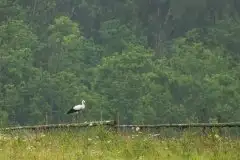 Zdjęcia: Mazurskie bociany na zdjęciach Janka Olchówki - zdjęcie 14