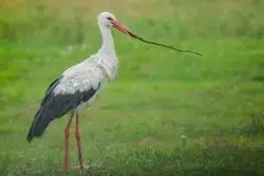 Zdjęcia: Mazurskie bociany na zdjęciach Janka Olchówki - zdjęcie 10