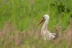 Zdjęcia: Mazurskie bociany na zdjęciach Janka Olchówki - zdjęcie 7