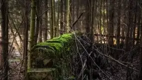 Mamerki i okolice pod koniec marca 2020 - zdjęcie 8