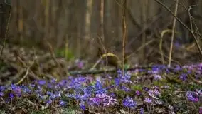 Mamerki i okolice pod koniec marca 2020 - zdjęcie 11