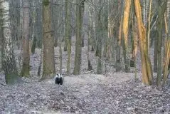 Borsuki na zdjęciach Jana Olchówki - zdjęcie 28