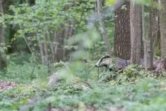 Borsuki na zdjęciach Jana Olchówki - zdjęcie 15