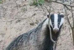 Borsuki na zdjęciach Jana Olchówki - zdjęcie 14