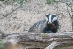 Borsuki na zdjęciach Jana Olchówki - zdjęcie 13