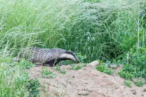 Borsuki na zdjęciach Jana Olchówki - zdjęcie 8