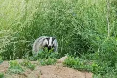 Borsuki na zdjęciach Jana Olchówki - zdjęcie 5