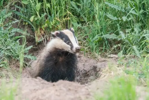 Borsuki na zdjęciach Jana Olchówki - zdjęcie 3
