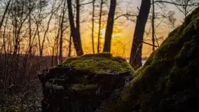 Złote jezioro Dejguny w kwietniowym słońcu - zdjęcie 19