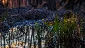 Zachód Słońca Piękna Góra, jez. Kisajno - zdjęcie 14