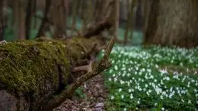 Wiosna w lesie miejskim w Giżycku pod koniec kwietnia - zdjęcie 7