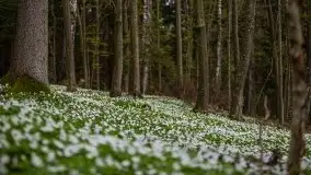 Wiosna w lesie miejskim w Giżycku pod koniec kwietnia - zdjęcie 25