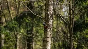 Wiosna w lesie miejskim w Giżycku pod koniec kwietnia - zdjęcie 26