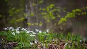 Wiosna w lesie miejskim w Giżycku pod koniec kwietnia - zdjęcie 34