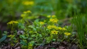 Wiosna w lesie miejskim w Giżycku pod koniec kwietnia - zdjęcie 37