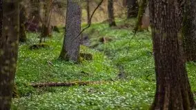 Wiosna w lesie miejskim w Giżycku pod koniec kwietnia - zdjęcie 38