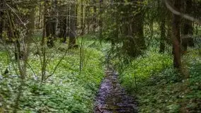 Wiosna w lesie miejskim w Giżycku pod koniec kwietnia - zdjęcie 40