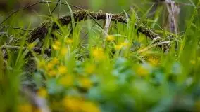 Wiosna w lesie miejskim w Giżycku pod koniec kwietnia - zdjęcie 43