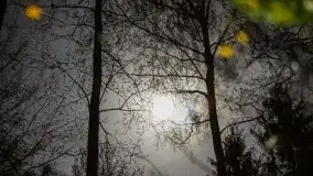 Wiosna w lesie miejskim w Giżycku pod koniec kwietnia - zdjęcie 41