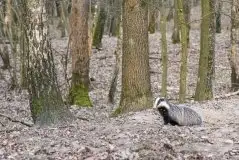 Zdjęcia: Mazurska wiosna na zdjęciach Janka Olchówki - zdjęcie 24