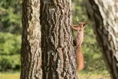 Zdjęcia: Mazurska wiosna na zdjęciach Janka Olchówki - zdjęcie 16