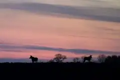 Zdjęcia: Mazurska wiosna na zdjęciach Janka Olchówki - zdjęcie 30
