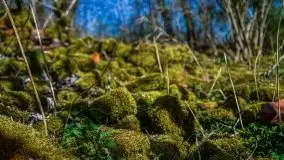 Zdjęcia: Pałac w Prośnie – monumentalna, romantyczna i tajemnicza ruina - zdjęcie 53