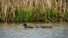 Mazurska i wiosenna flora i fauna na zdjęciach Staszka Sielewicza - zdjęcie 7