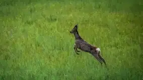 Mazurska i wiosenna flora i fauna na zdjęciach Staszka Sielewicza - zdjęcie 26